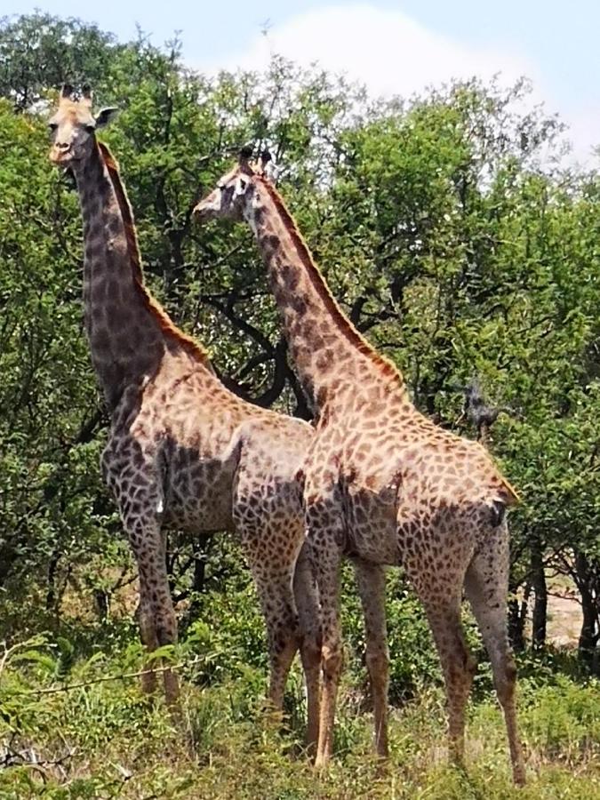 Boulders Safari Lodge ماليلين المظهر الخارجي الصورة
